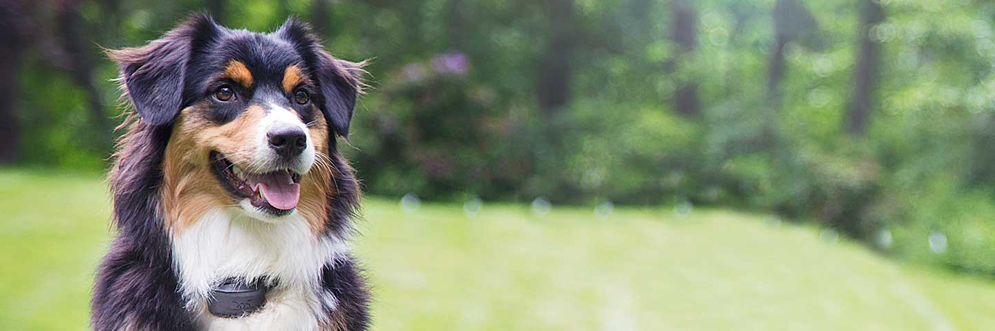 DogWatch of Acadiana, Youngsville, Louisiana | Special Offers Footer Image Image