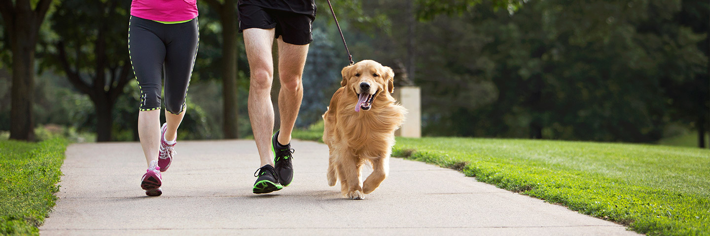 DogWatch of Acadiana, Youngsville, Louisiana | Electronic Dog Training Collars Footer Image Image