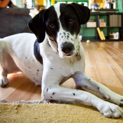 DogWatch of Acadiana, Youngsville, Louisiana | Indoor Pet Boundaries Contact Us Image