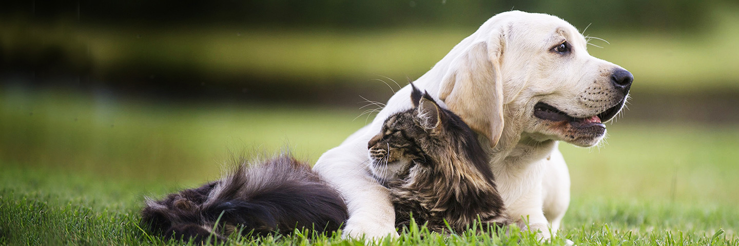 DogWatch of Acadiana, Youngsville, Louisiana | Cat Fences Slider Image